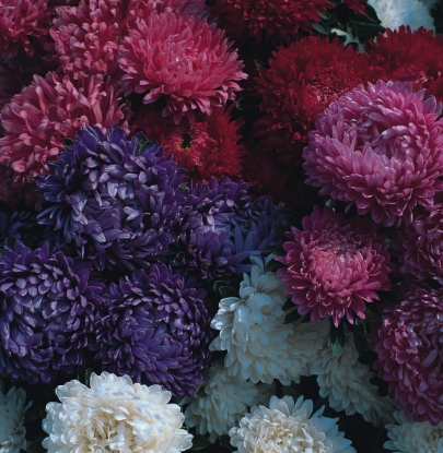 Picture of Aster - Milady Mixed